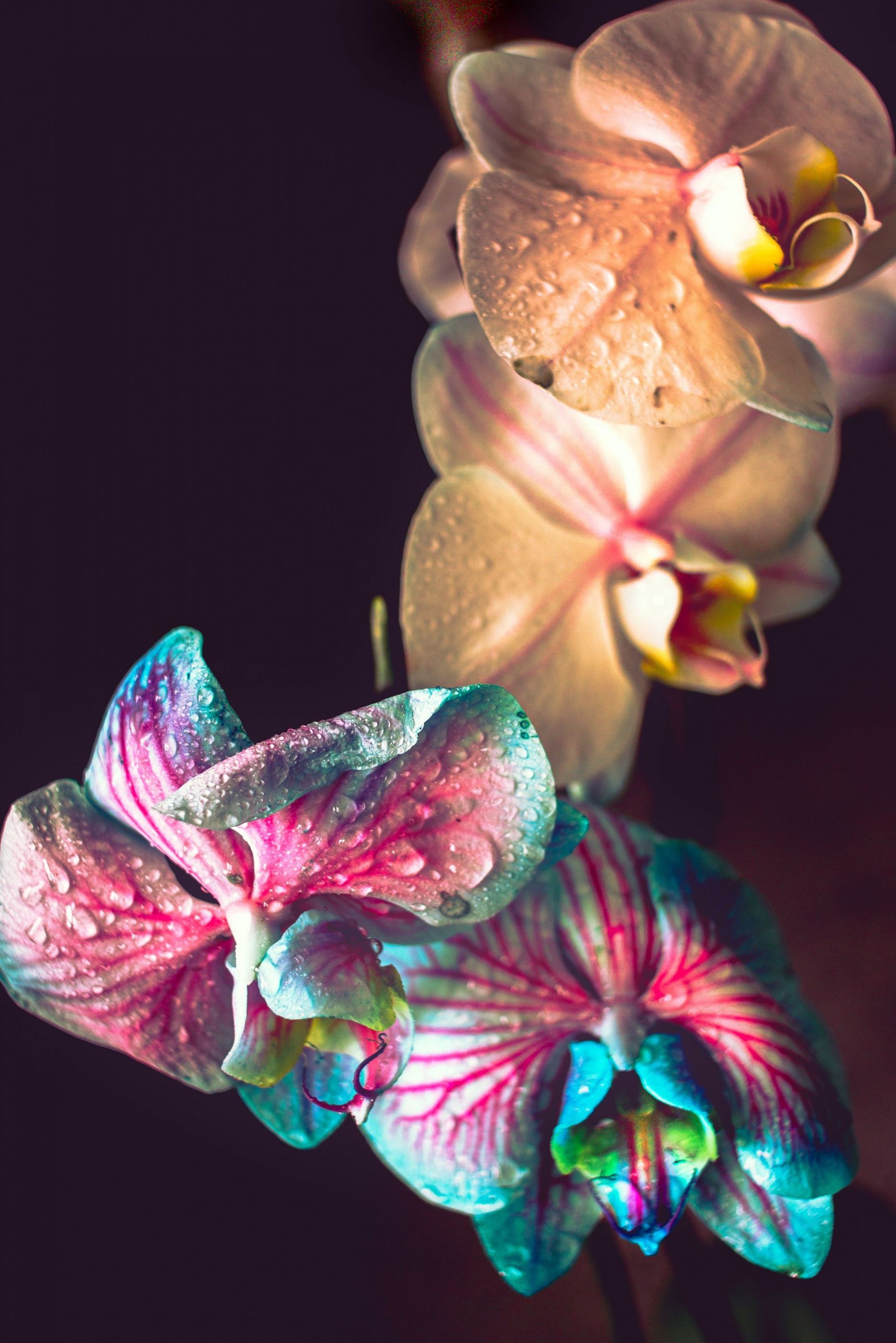 Multicoloured Orchid